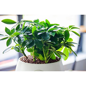 Cây để bàn ngủ gia bì như hình