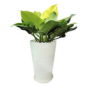 Trầu Bà Đế Vương Vàng