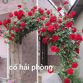 Mua 10 cây hồng rễ trần