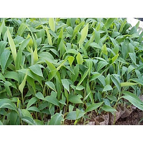 Mua CÂY GIỐNG CHUỐI GIÀ LÙN NAM MỸ SIÊU QUẢ SIÊU KINH TẾ