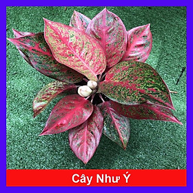 Cây Như Ý - cây cảnh để bàn + tặng phân bón cho cây