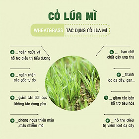 Lon Bột cỏ lúa mì nguyên chất Dalahouse 150g - Detox hoàn toàn tự nhiên
