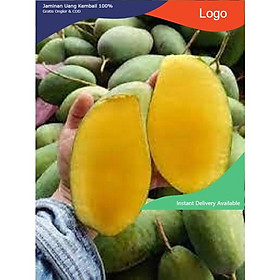 CÂY GIỐNG XOÀI HẠT LÉP NHANH SIÊU QUẢ CHUẨN GIỐNG