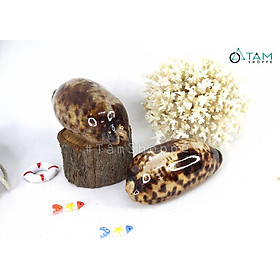 Vỏ ốc heo xia trang trí phong cách biển HOS-28