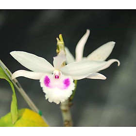 Lan phi điệp đột biến 5 cánh trắng là một loài hoa rất độc đáo và nổi bật. Chúng sẽ khiến bạn bị say đắm với vẻ đẹp hoang sơ và đầy mê hoặc.