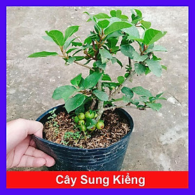 Mua Cây sung ta - cây cảnh trong nhà + tặng phân bón cho cây mau lớn