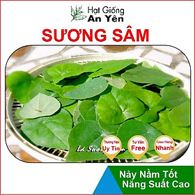 Hạt giống Sương Sâm, nhanh thu hoạch, dễ trồng, nảy mầm và năng suất cao