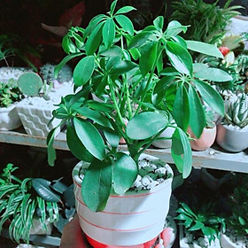Mua Chậu Ngũ Gia Bì