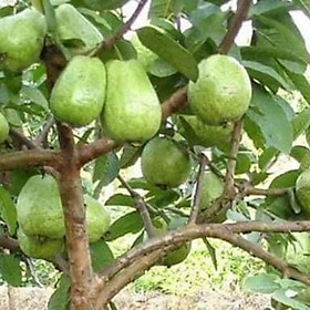 cây giống ổi lê đài loan 5 tháng cho trái