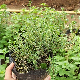 Mua Cỏ xạ hương ( THYME ) có nhiều công dụng tốt cho sức khỏe ngoài ra còn dùng làm gia vị trong các món ă.