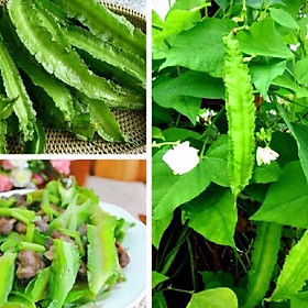Combo 4 Gói Hạt giống Đậu Rồng Xanh dể trồng f1-gói 10 gram - tặng kèm 1 phân bón