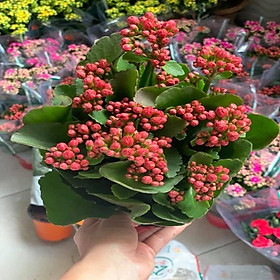 Chậu Hoa Sống Đời Kép Để Bàn Đủ Màu Sắc Lựa Chọn