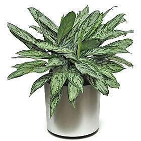 CHẬU CÂY NGÂN HẬU- CÂY PHONG THỦY VƯỢNG KHÍ, VƯỢNG TÀI LỘC CHO GIA CHỦ