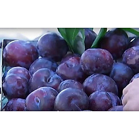 Mua Cây mận tím  cây mận quả vỏ tím  quả mận tím siêu ngọt ngon siêu sai quả
