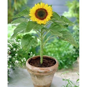Hạt giống hoa hướng dương vàng lùn - Gói 30 hạt