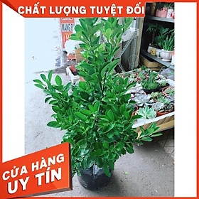 Cây Tắc Đang Ra Quả Cây Khỏe