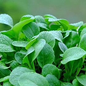 Mua Hạt giống Cải Ngọt Bông Ăn Non