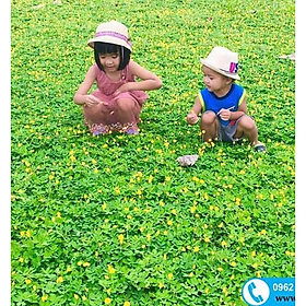 Mua Hạt Giống Cỏ Lạc Dại – Cỏ Thảm Cảnh - Cỏ Đậu Phộng (gói 100 hạt) - Cỏ Lạc Tiên