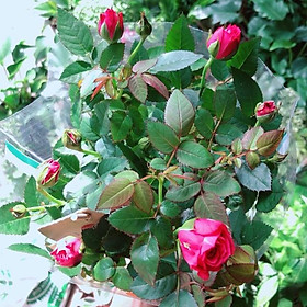 Hoa Hồng Màu hồng