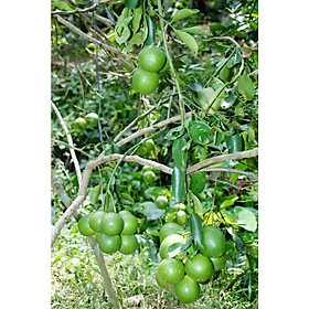 Mua Cây Giống Chanh Giấy siêu sớm (có bảo hành)