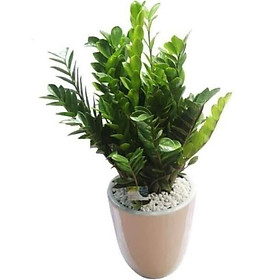 Sản phẩm CÂY KIM TIỀN