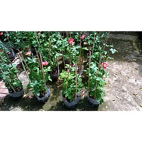 Mua CÂY GIỐNG Hoa Hồng Leo. .