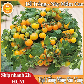 Hạt Giống Cà Chua Cherry Vàng, Hình Dáng Tròn Nhỏ Như Quả Cherry (Cà Chua Bi Vàng), Màu Vàng Pha Chút Cam Đẹp Mắt (Gói 0,1 Gram) Nông Sản Vàng 