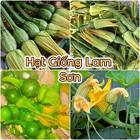 HẠT GIỐNG BÍ SIÊU NỤ - Món Ăn Ngon, Bổ, Tốt Cho Sức Khỏe.