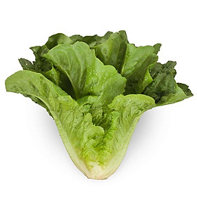 Mua Hạt Giống Xà Lách Romaine Chịu Nhiệt