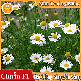 Mua Hạt giống Hoa Cúc Họa Mi Trắng ( Gói 0 03 gram ) - Nông Sản Vàng