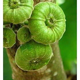 Mua CÂY VẢ MẬT GIỐNG