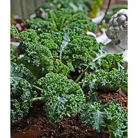 Mua Hạt giống rau cải xoăn xanh -1 gói 20 hạt