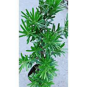 Mua Cây Tùng La Hán 50cm