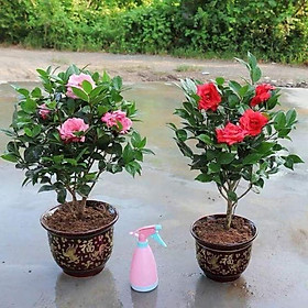Mua Trà mi cây giống co đủ màu