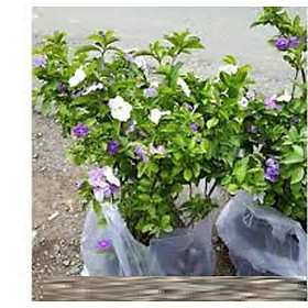 Mua Hoa nhài nhật tím  nhài nhật tím đổi màu  Cây nhài nhật tím bầu lớn tán rộng