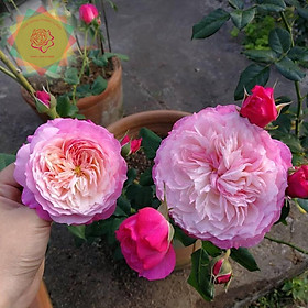 Mua Cây hoa hồng ngoại Constance (leo) siêu đẹp - Hoa hồng Thăng Long Flower