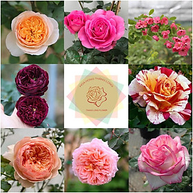 Mua Hoa hồng ngoại các loại Bụi - Leo đủ màu sắc tại Hoa hồng Thăng Long Flower