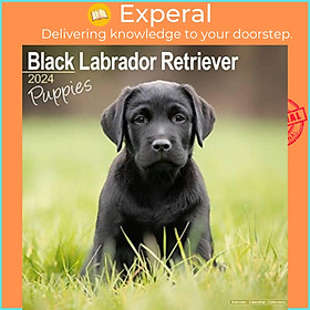 Sách - Black Labrador Puppies Calendar 2024  Square Dog Puppy Breed Wall Calendar - 16 Month by  (UK edition, paperback)