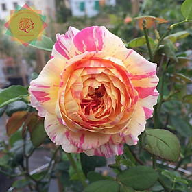 Mua Cây hoa hồng ngoại Claude Monet kẻ sọc 3 màu (bụi) siêu đẹp - Hoa hồng thăng long flower