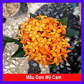 Mua Mẫu Đơn Mỹ Cam - Cây Bông Trang Cam + Tặng phân bón