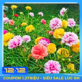 Hạt giống Hoa Mười giờ Mỹ kép - Mix nảy mầm cao