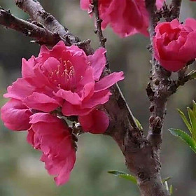 Mua CÂY HOA ĐÀO ĐỎ-  ĐÀO THẤT THỐN