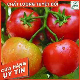 Mua CÀ CHUA QUẢ TO CHỊU NHIỆT (CAO SẢN)_50 HẠT