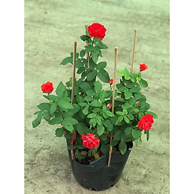 Cây ngoài trời hoa hồng đỏ