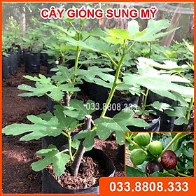 CÂY GIỐNG SUNG MỸ - CÂY CHO NĂNG SUẤT CAO, QUẢ TO MỌNG NƯỚC, NGỌT