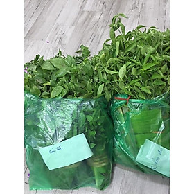CÂY LÁ NẾP ĐỦ MÀU  MUA 5 cây tặng 1 cây ĐƯỢC CHỌN MÀU