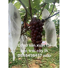 Mua 100 cái TÚI BAO BỌC NHO CHÙM NHO TÚI BỌC TRÁI CÂY