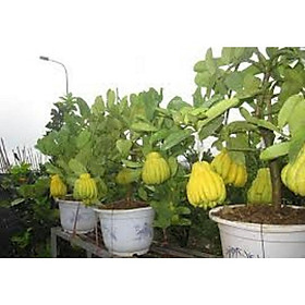 Mua COM BO 2 CÂY PHẬT THỦ GIỐNG - QỦA ĐẸP - Ý NGHĨA - CÂY GIỐNG GIÁ TRỊ KINH TẾ CAO