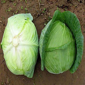 Mua Hạt giống bắp cải xanh  Bắp cải chịu nhiệt năng suất cao (Gói 0.5gram) - Hạt giống rau củ quả