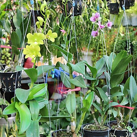 Chậu Lan Denro Màu